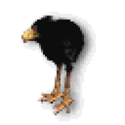 Black Moa Chick